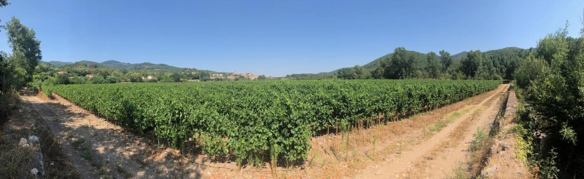 Villa Les Martinets-Piscine-Jacuzzi-Voie Verte-Gorges D'Heric-Massif Du Caroux Mons Olargues 34600 Le Poujol-sur-Orb מראה חיצוני תמונה